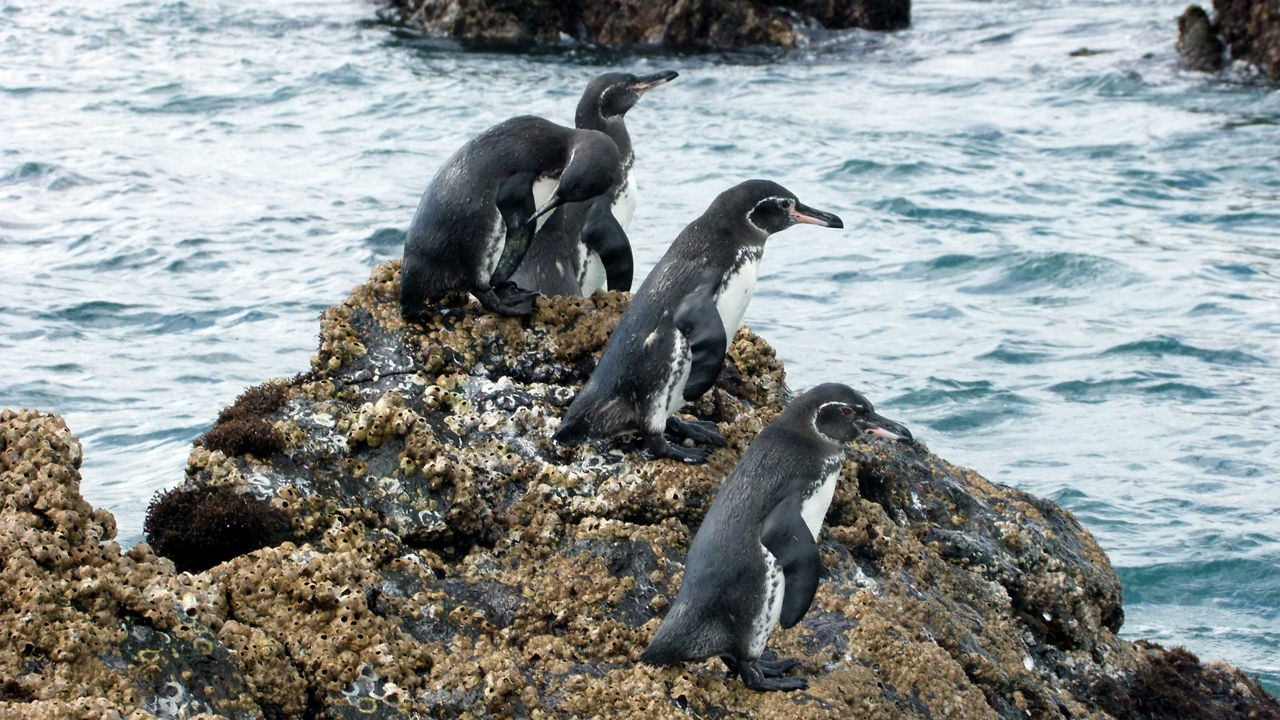 Galapagos Urvina Bay Isabela Island wildlife2 3840x2160