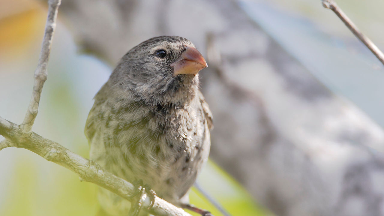 small ground finch galapagos 2560x1440
