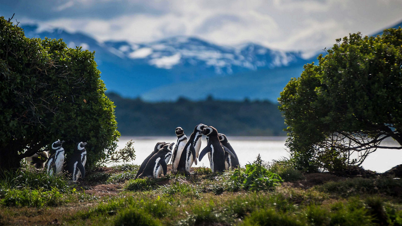 penguins martillo island ushuaia argentina 1 3840x2160