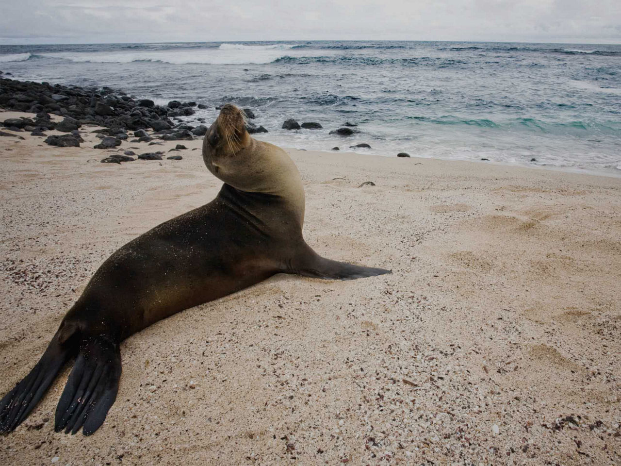 santa cruz galapagos 1984x1488