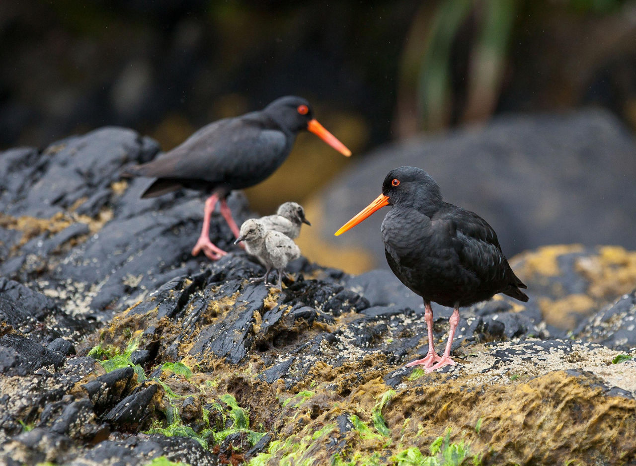 Oyster catchers birds in Doubtful Sound, New Zealand