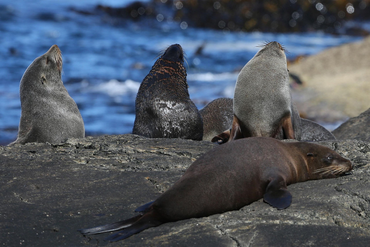 Seals sun bathing on a rock in Doubtful Sound, New Zealand