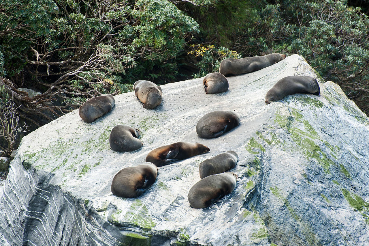 Fur seals laying on a big rock in New Zealand