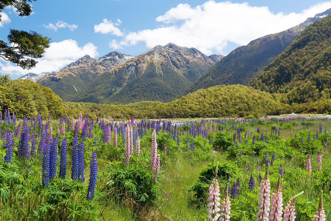 Beautiful landscape with mountains and wild flowers in Dusky Sound, New Zealand