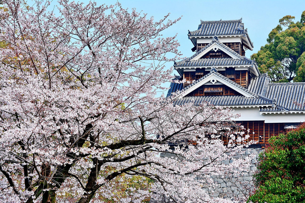 Cherry blossoms with views of the Himeji Castle in Fukuoka, Japan