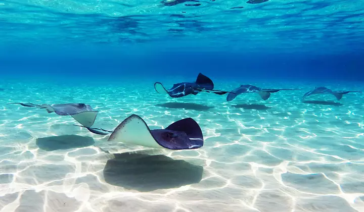 Western Caribbean Cruise