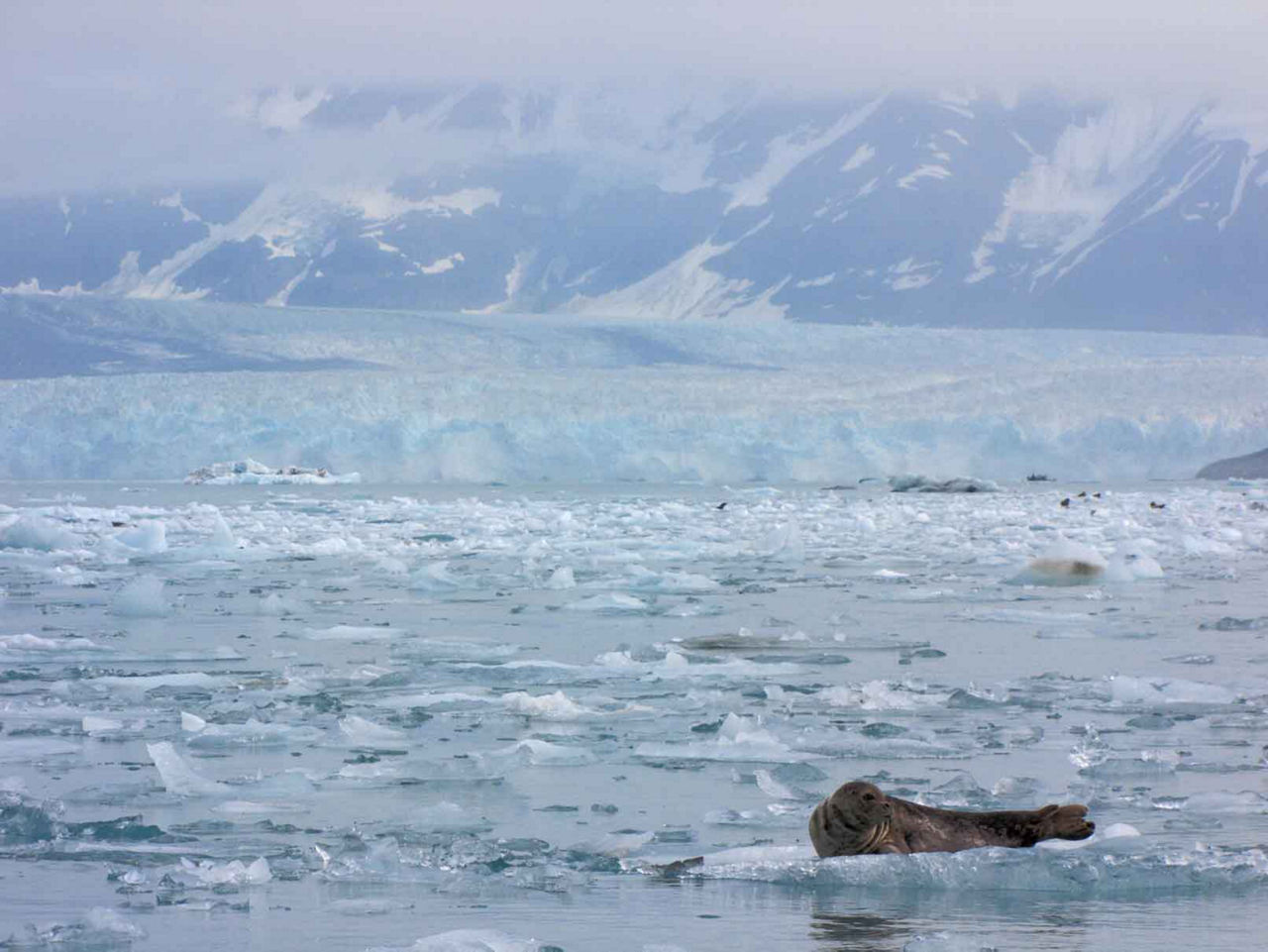 Icy Harbor Seal, Hubbard Glacier, Alaska