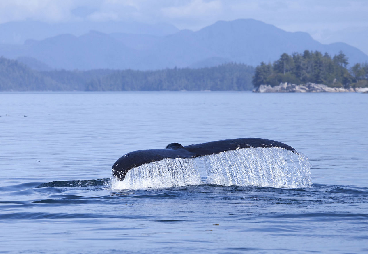 Seal Jumping Out if Water, Inside Passage, British Columbia