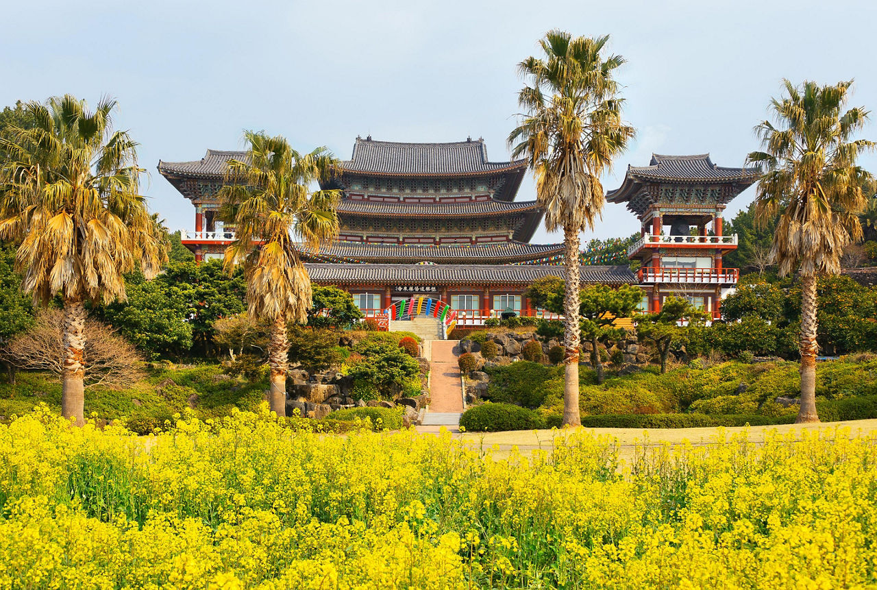Famous buddhist temple with palm trees and green grass at Jeju Island, South Korea