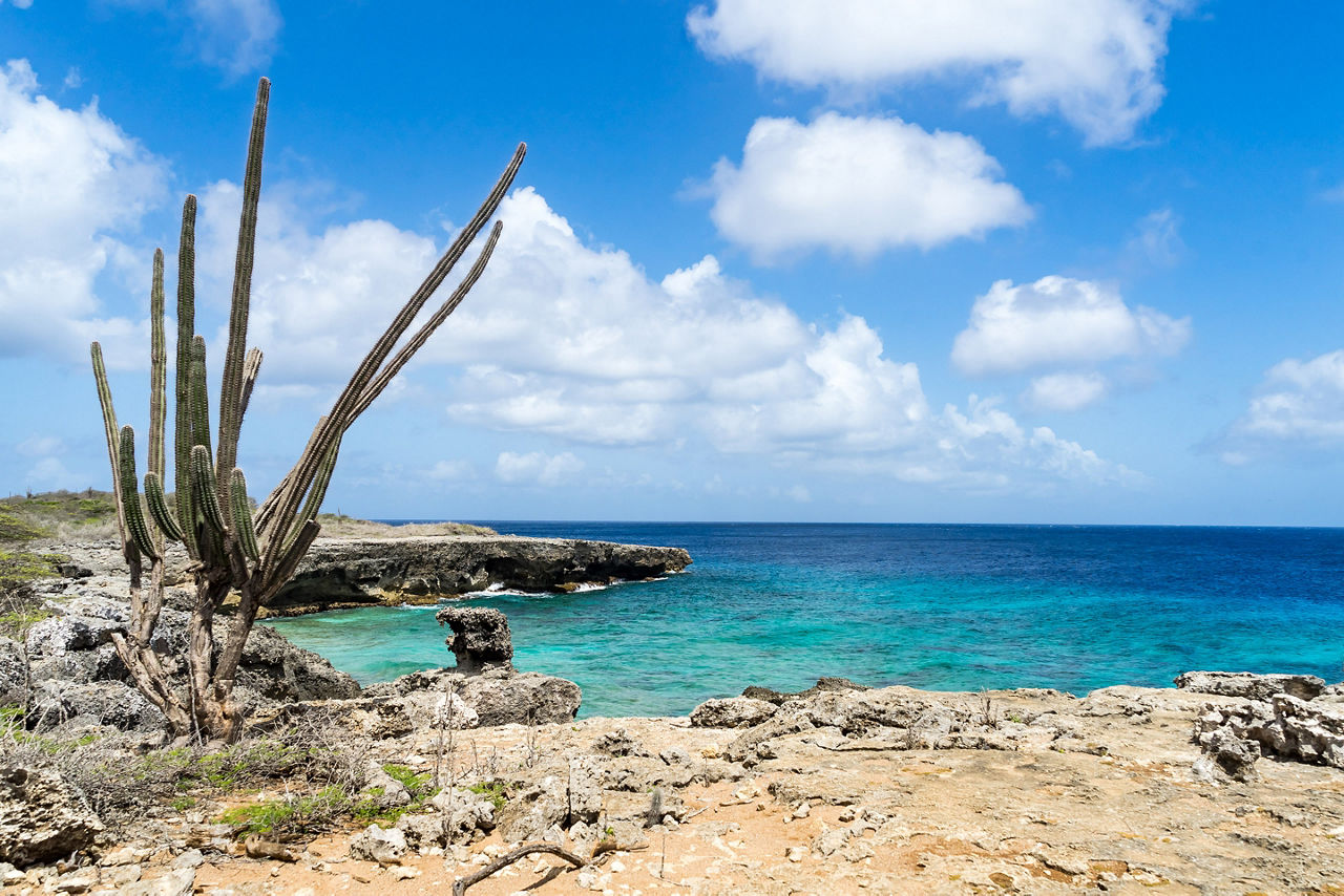 kralendijk bonaire washington slagbaai national park shore cactus