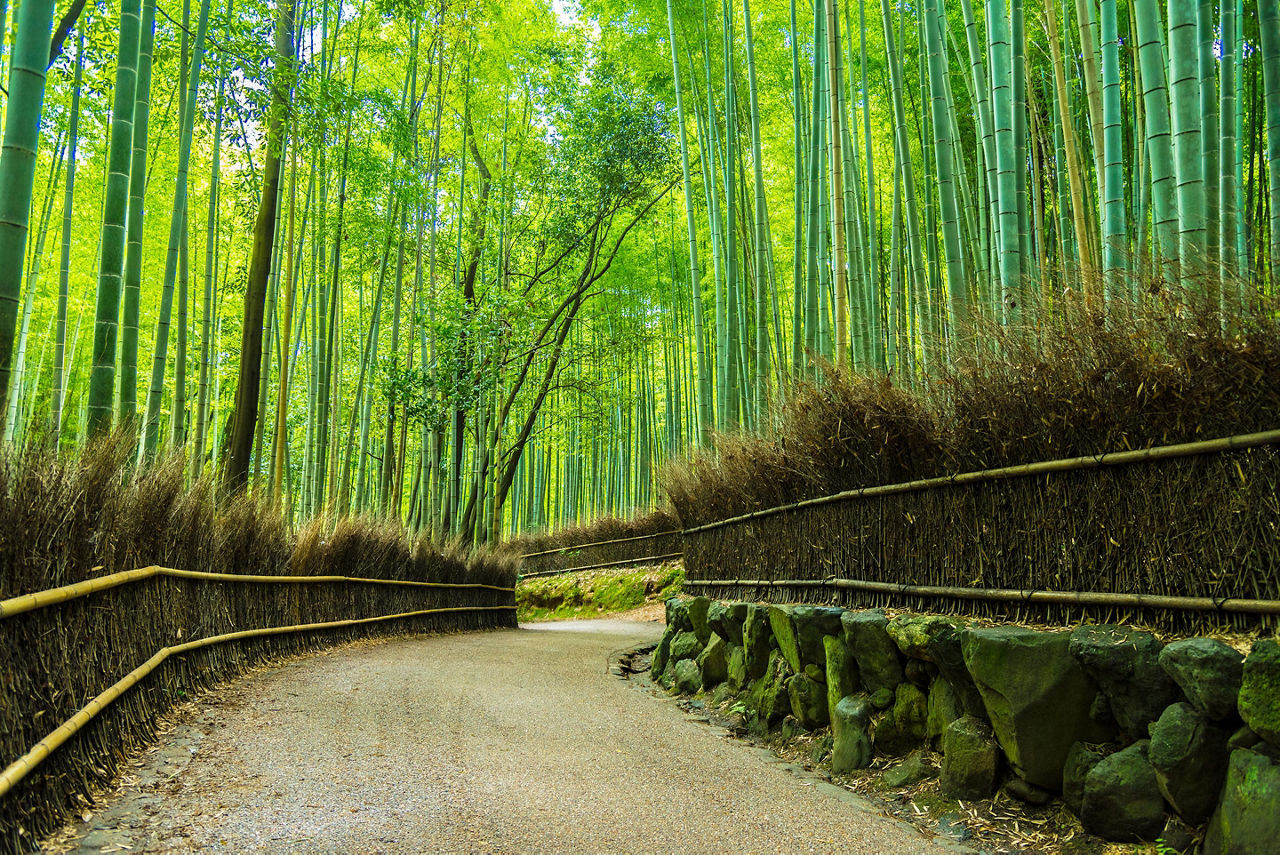A walking path through the bamboo forest in Kyoto, Japan