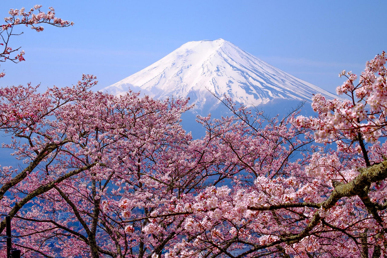 View of Mount Fuji with beautiful cherry blossoms in the Spring in Kyoto, Japan
