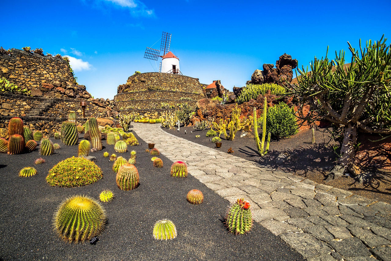 A tropical cactus garden in Lanzarote, Canary Islands