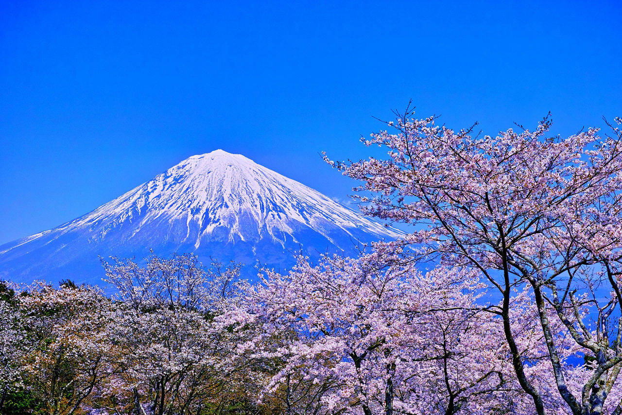 Cherry blossoms with views of Mt. Fuji