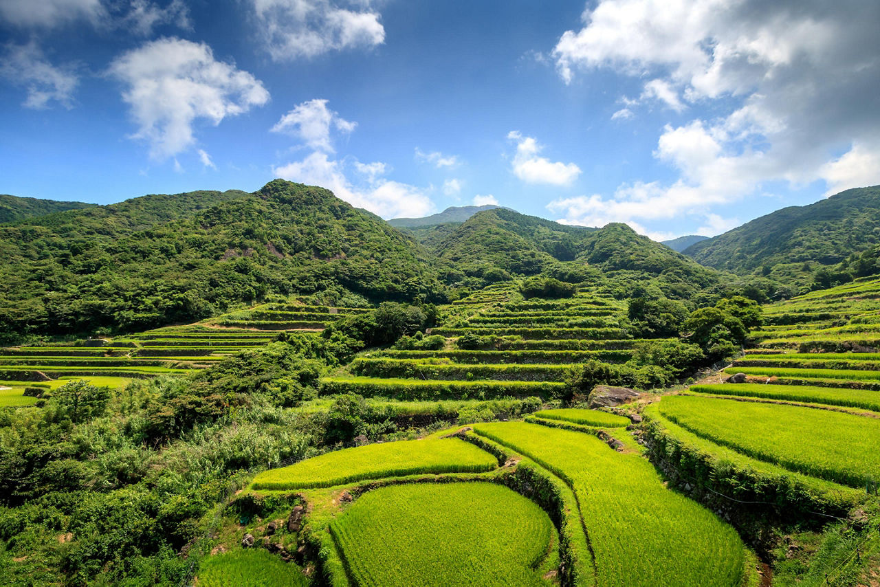 Rice fields in Nagasaki, Japan