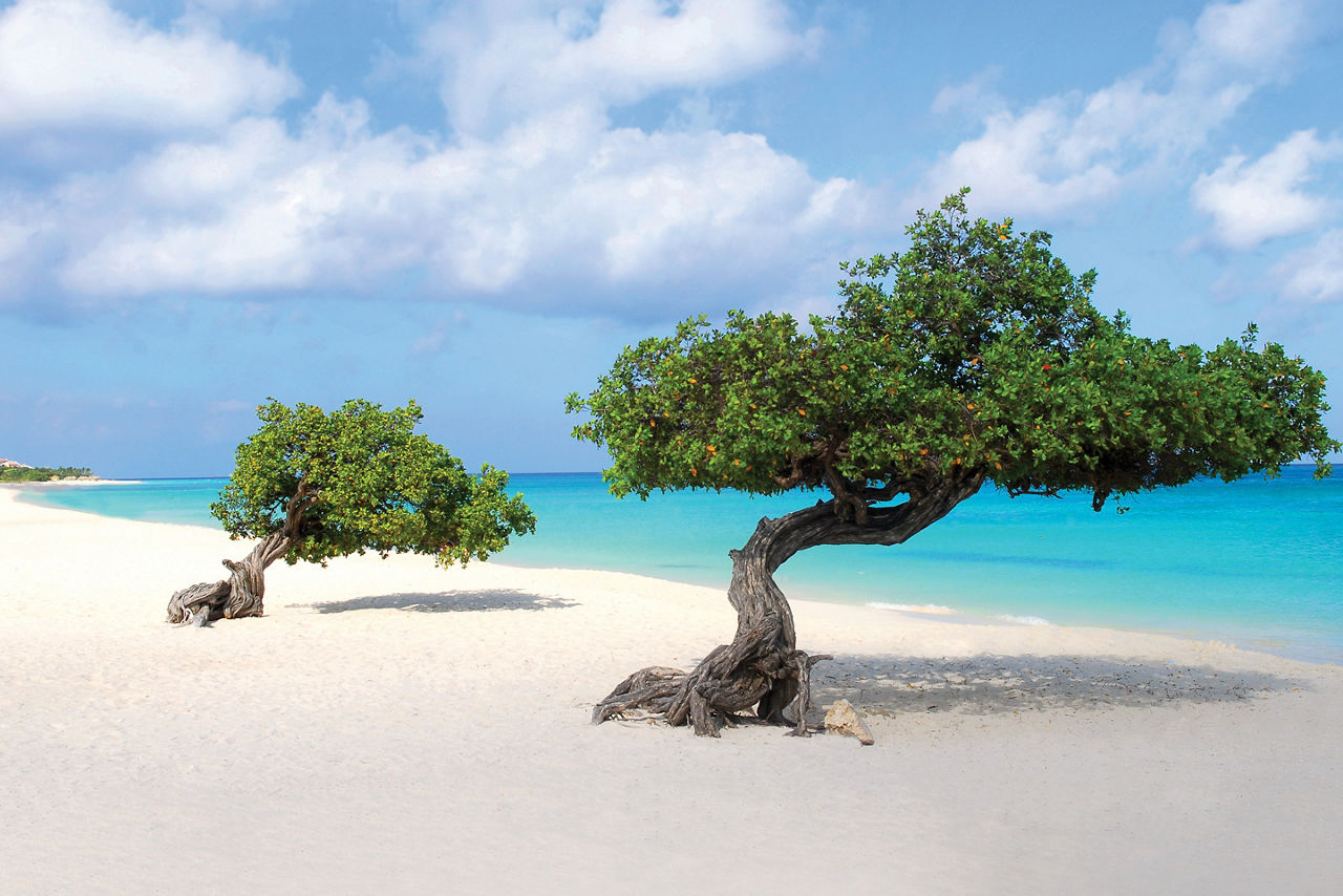 Divi-Divi Trees by the Beach, Oranjestad, Aruba