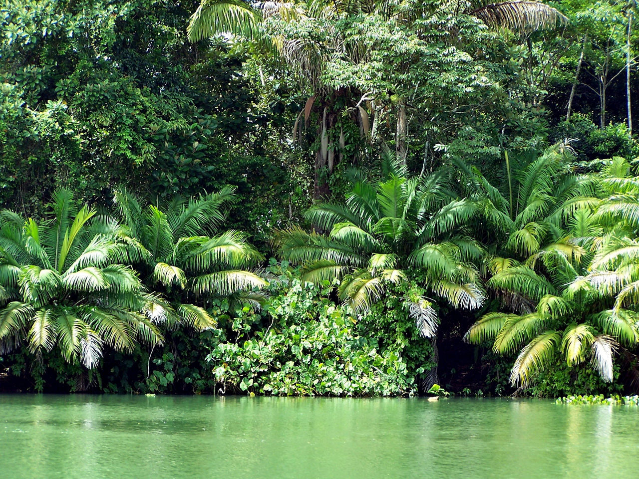 Jungle on the shoreline of a small island in Lake Gatun, in the Panama Canal, Panama