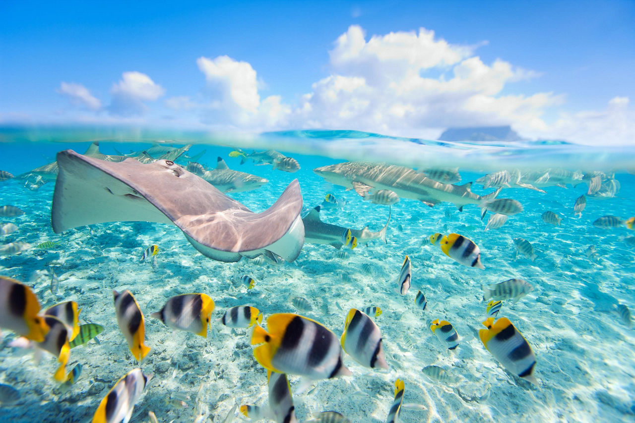 Underwater colorful fishes swimming in Papeete, Tahiti