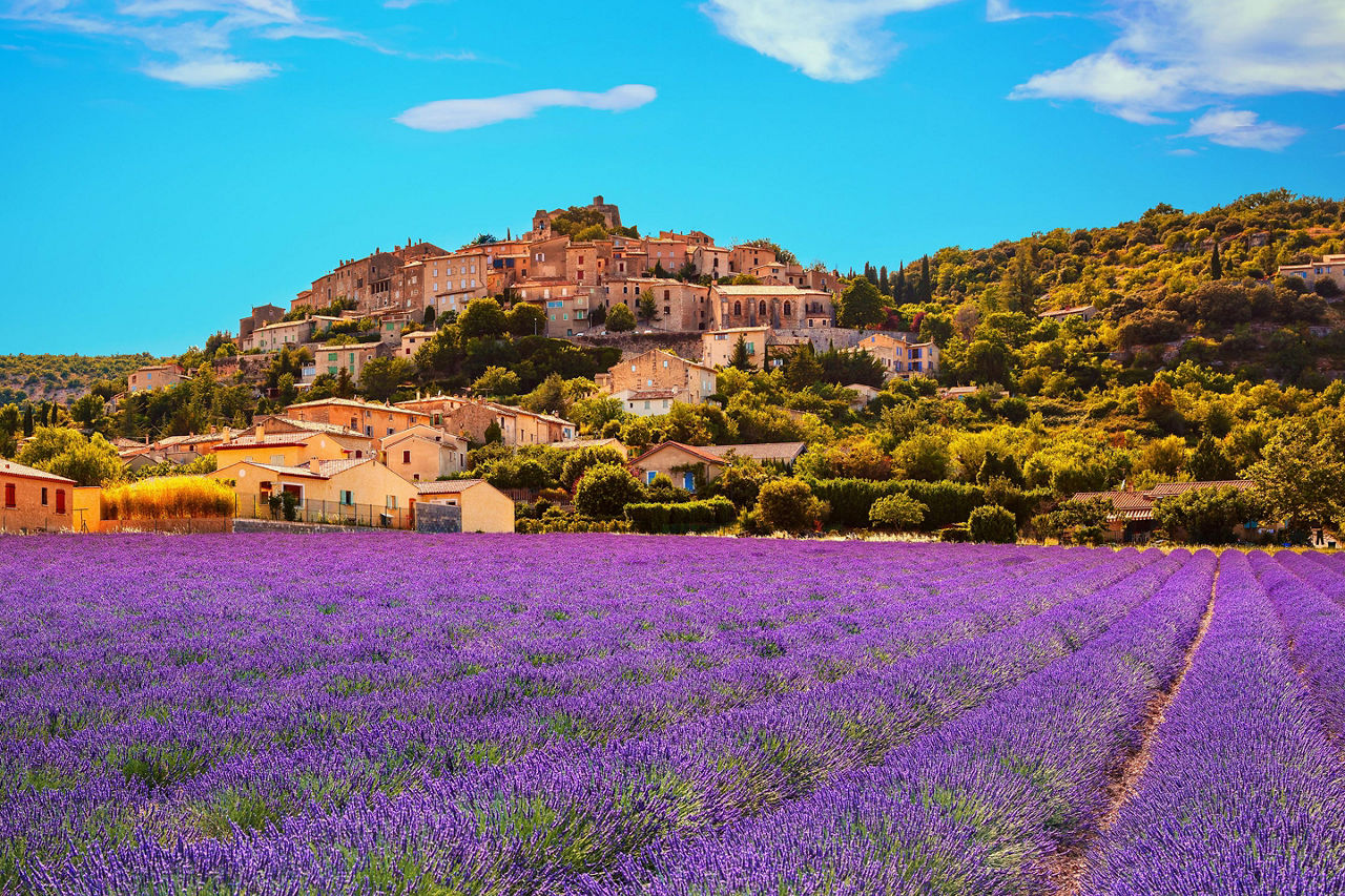 A lavender field in Provence, France