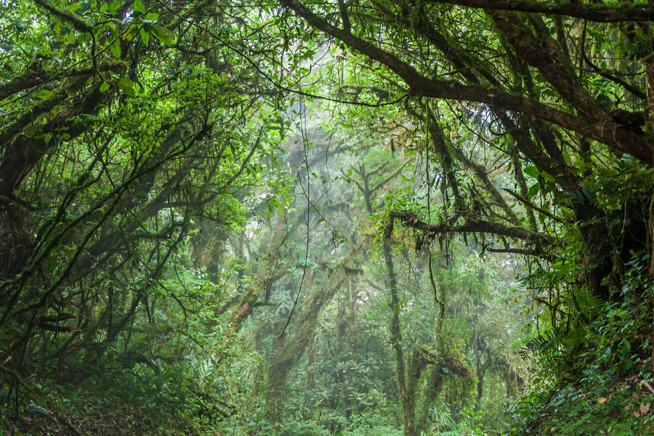 The rain forest within the Monteverde Cloud Forest in Costa Rica