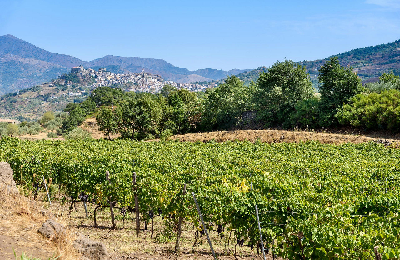 A vineyard at Mt. Etna in Sicily, Italy