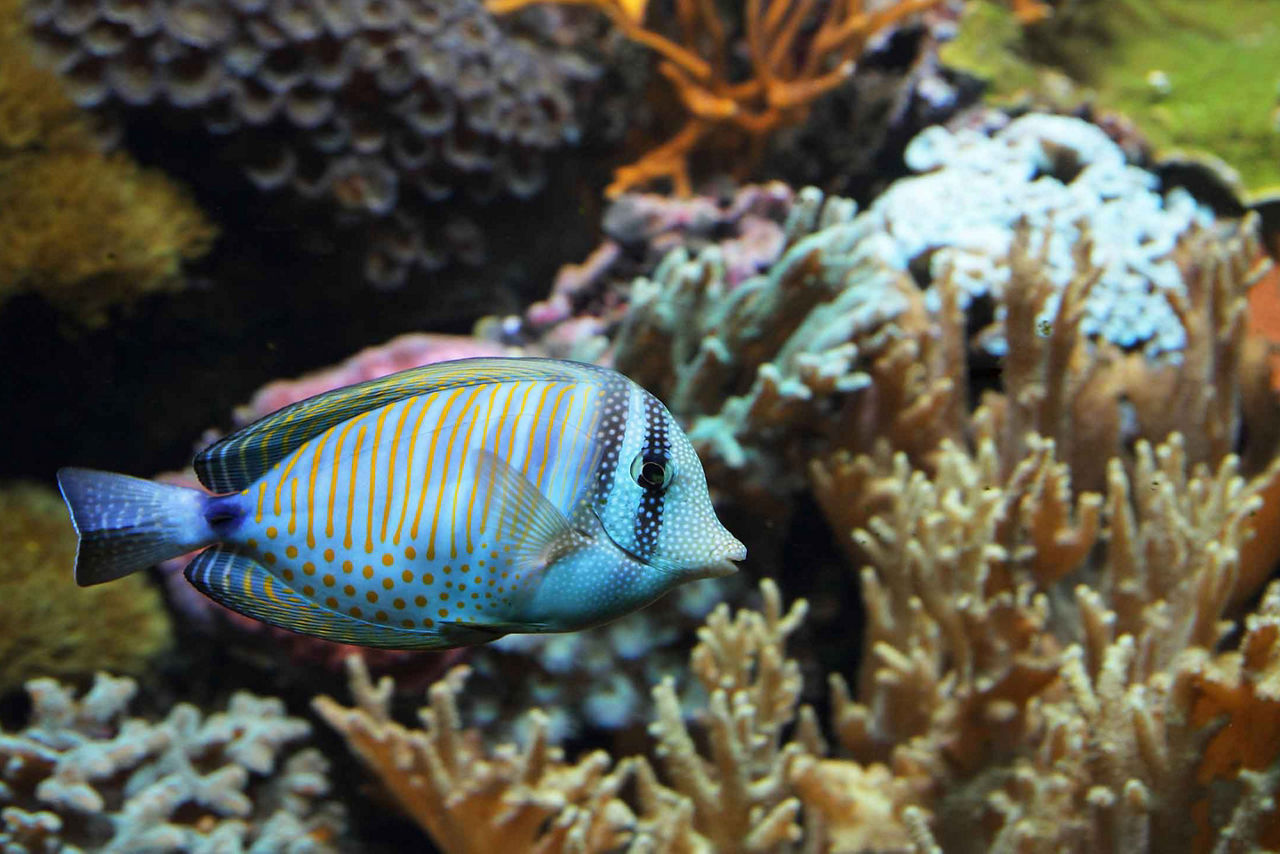 Fish Underwater Coral, Tortola, British Virgin Island