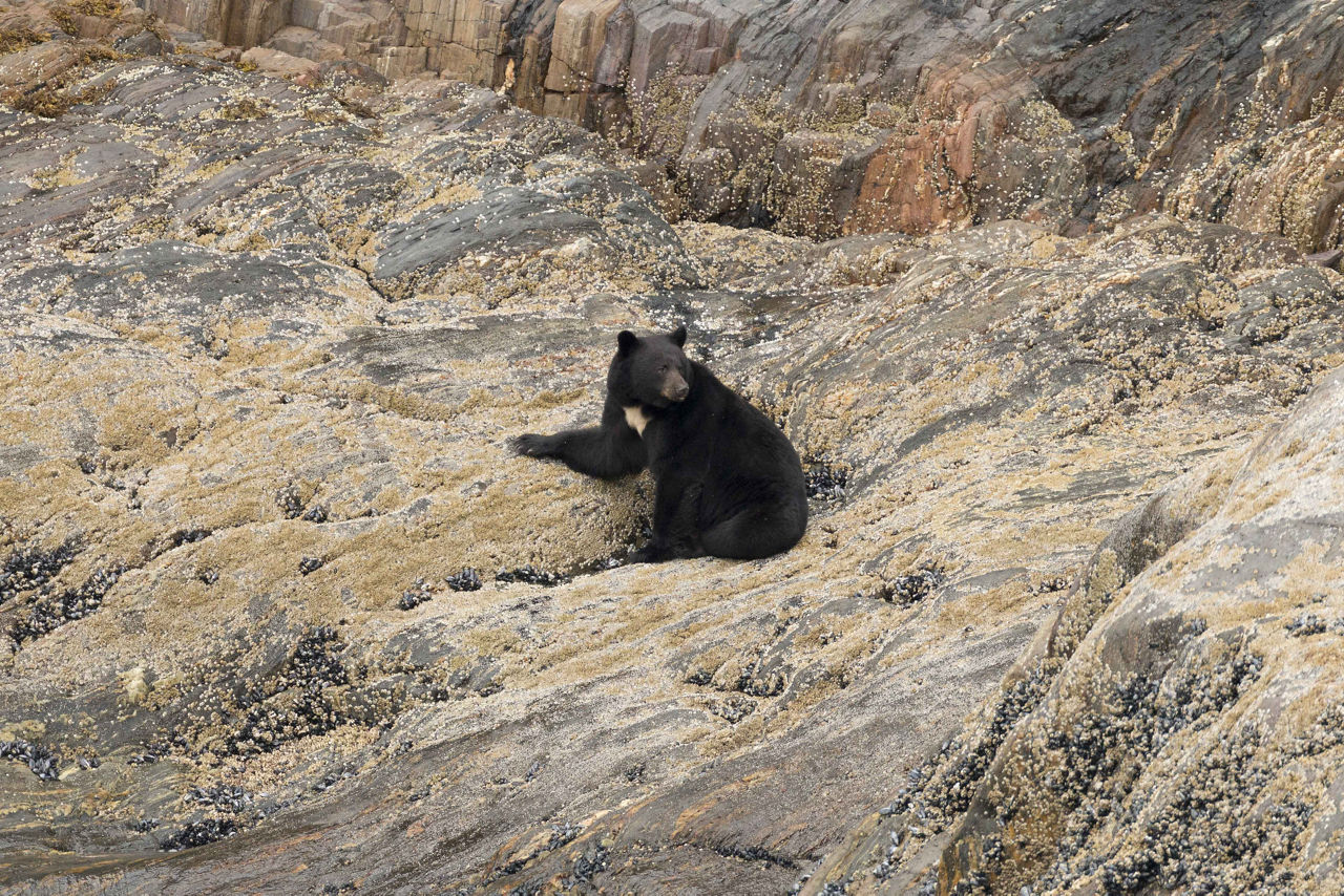 Black Bear on the Mountain, Tracy Arm Fjord, Alaska