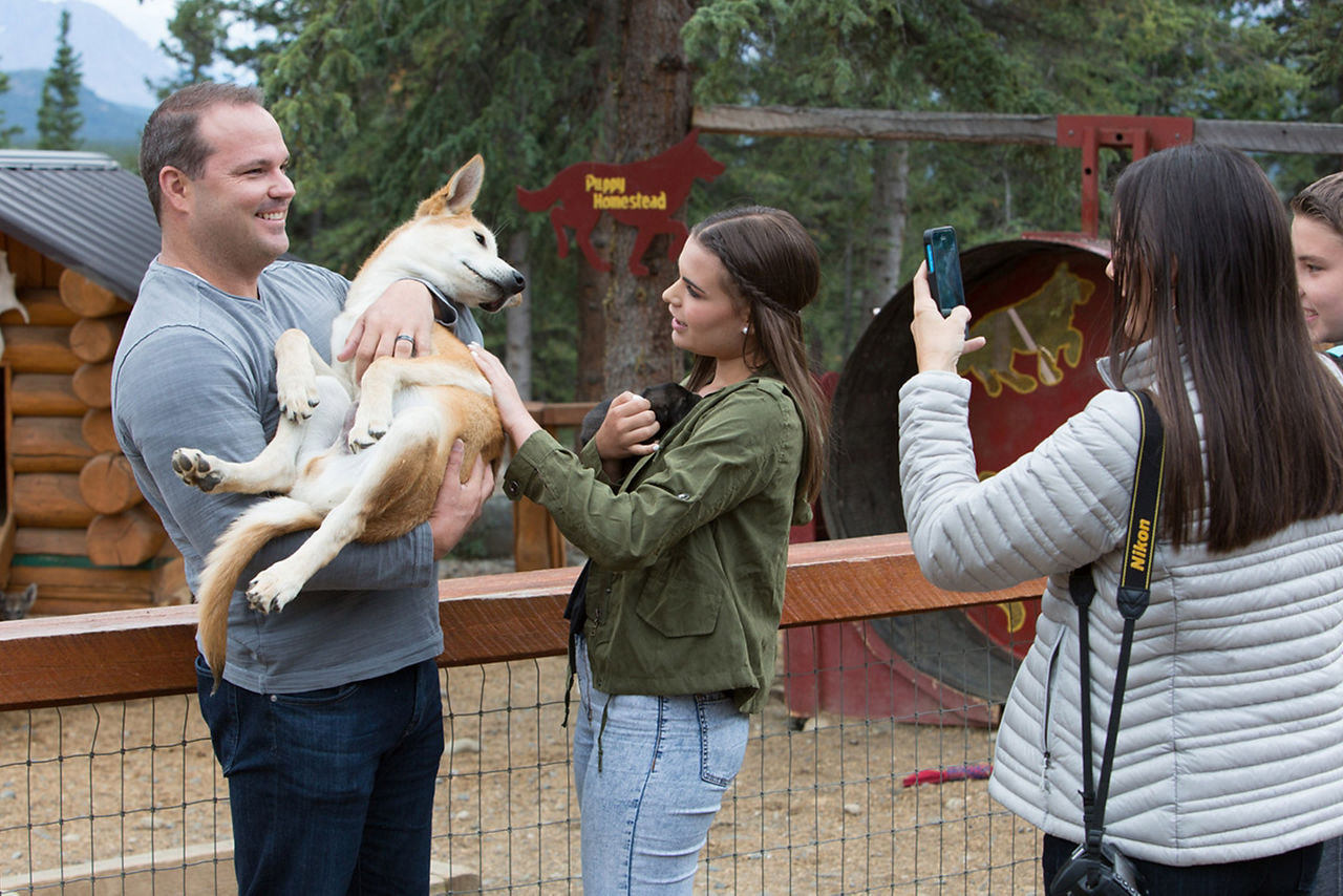 Alaska Denali Puppy Homestead Cruise Tours