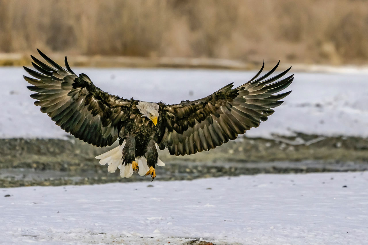 Bald Eagle Parachutes Onto Prey Haines Alaska