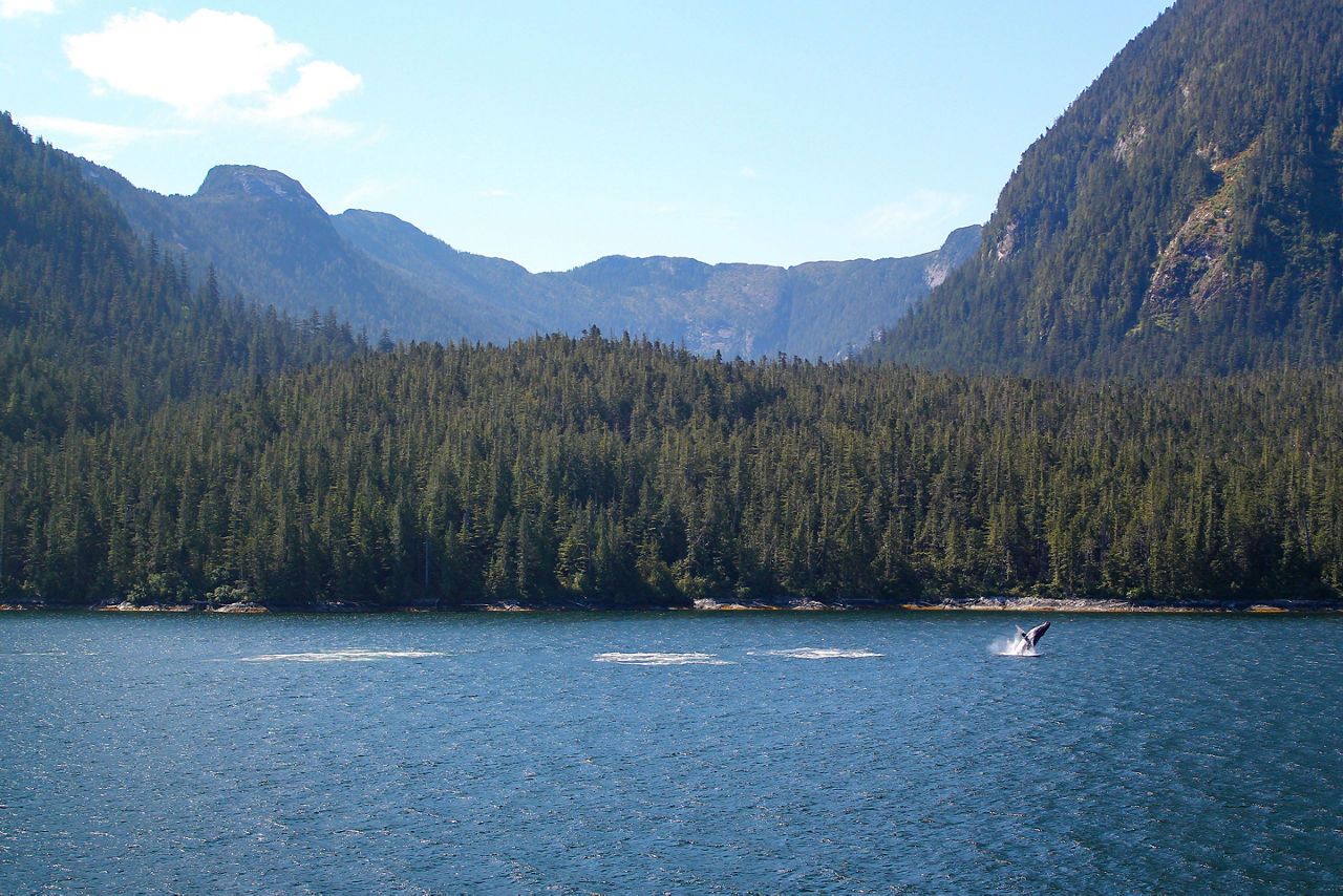Jungle Crowded with Tall Trees Whale Watching Tail Fin Gray Prince Rupert British Columbia