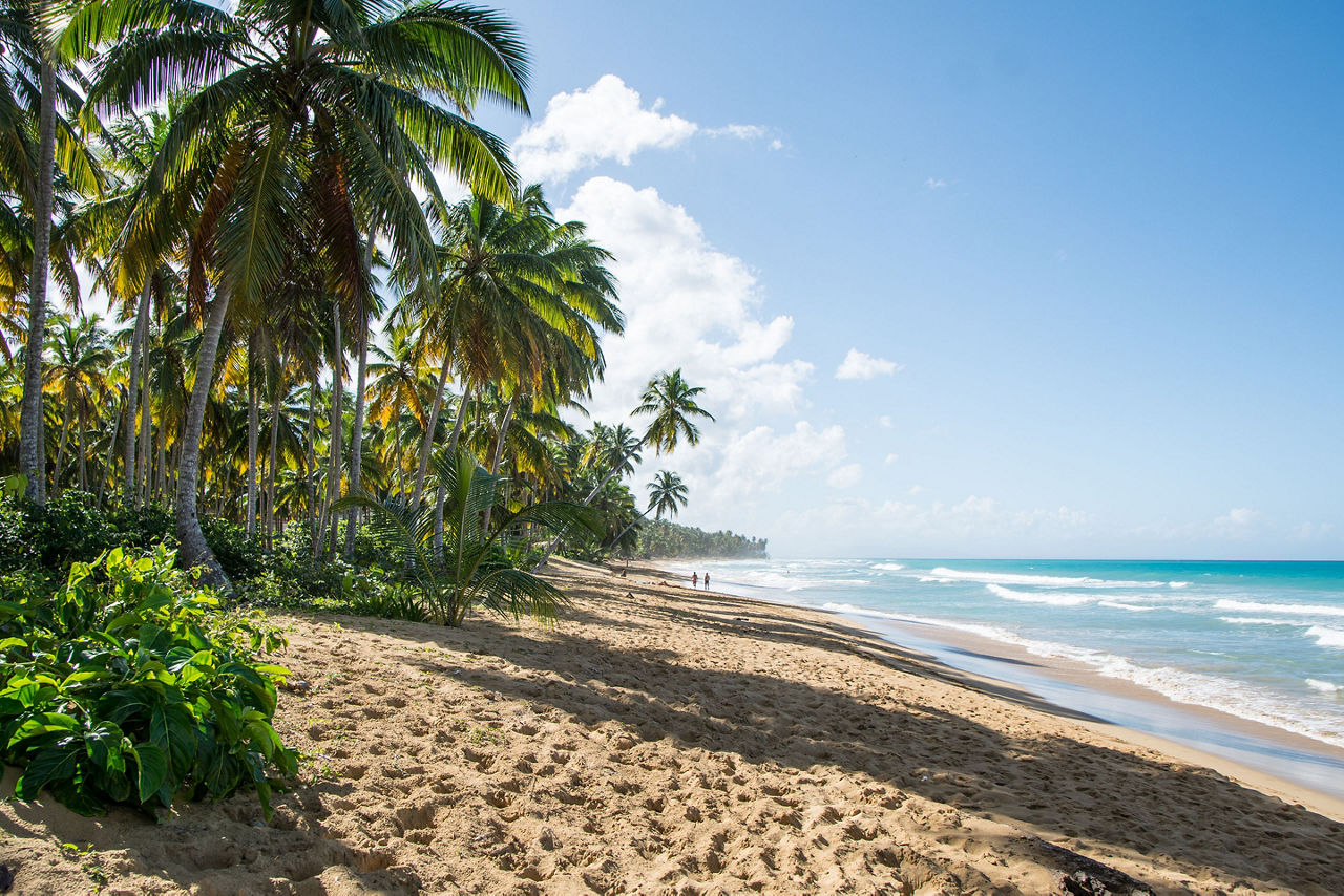 Dominican Republic Puerto Plata Beach Palm Trees