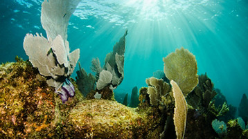 Western Caribbean Getaway - Image 2