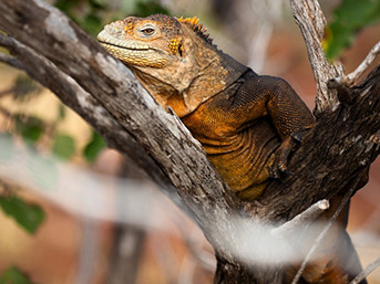 dragon hill land iguana galapagos 2560x1440