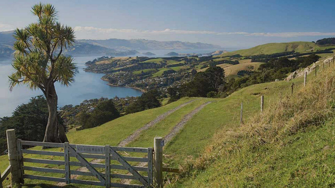 dunedin new