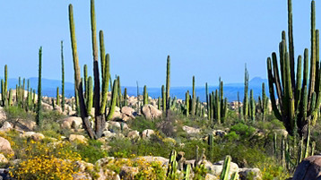 Ensenada Cruise - Image 2