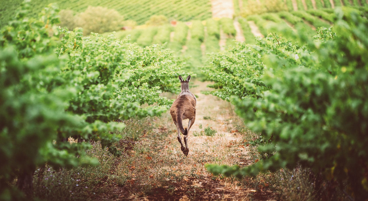 Australia Wine - Image 1