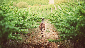 Australia Wine - Image 1