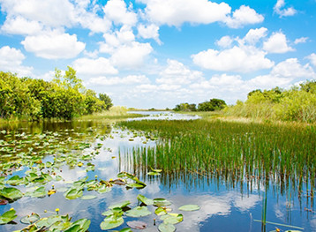 Everglades Swamp, Fort Lauderdale, Florida
