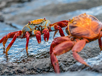 galapagos crabs challenging on rocks 2560x1440