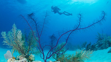 Eastern Caribbean Cruise - Image 3