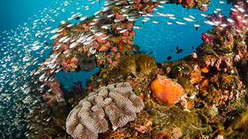 Great Barrier Reef - Image 1