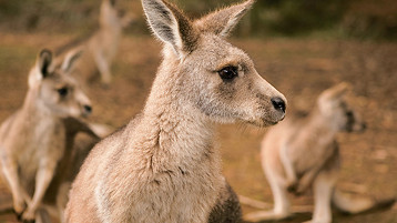 Tasmania - Image 1