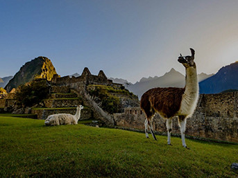 machu picchu with llamas 2560x1440