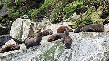 New Zealand Cruise - Image 7