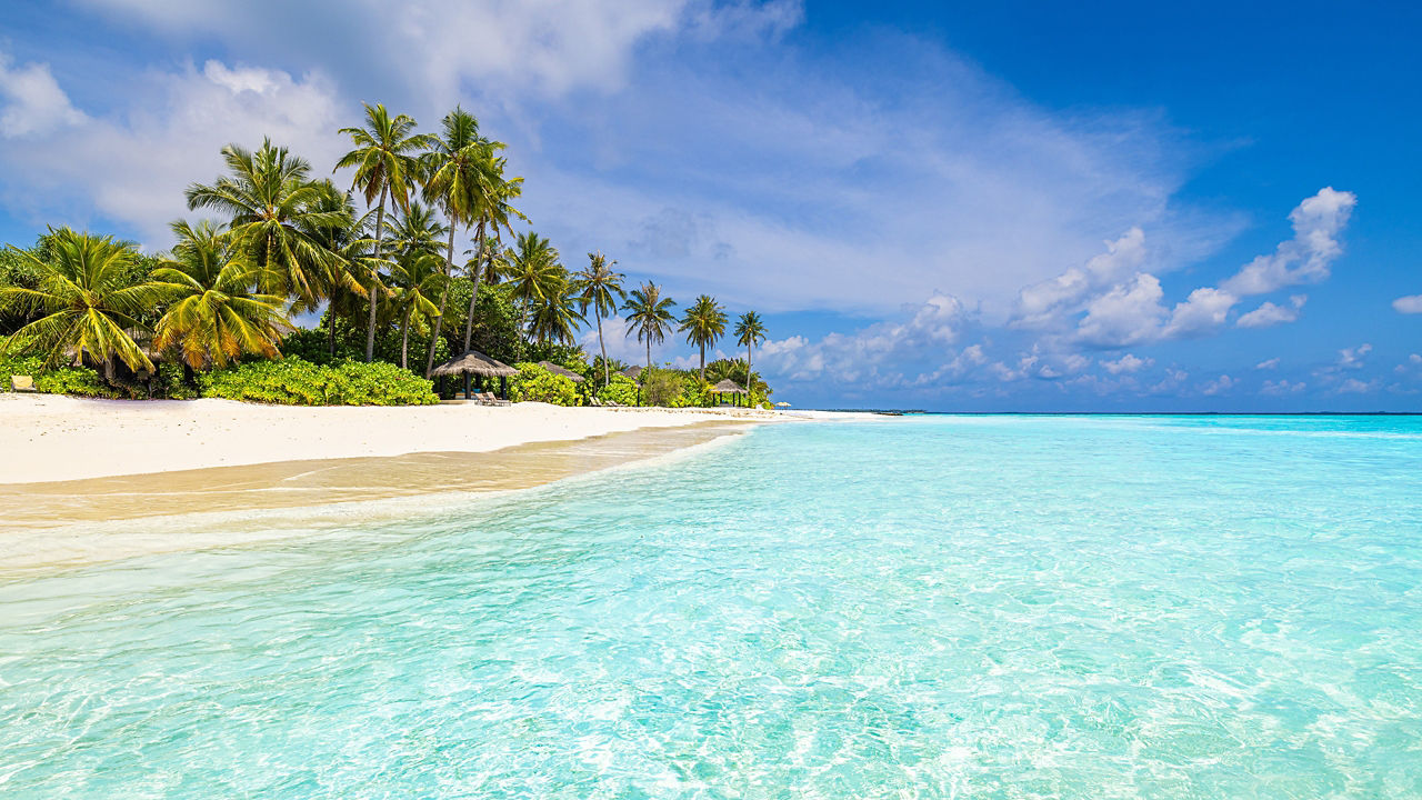 palm trees white sand beach crystal blue waters bahamas 2560x1440