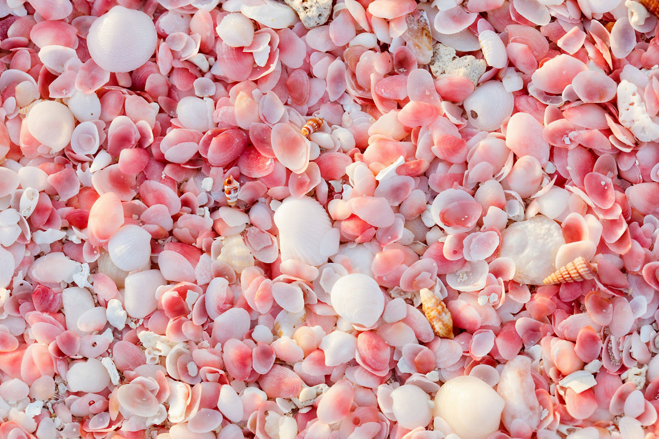 Pink sand beach on Barbuda island