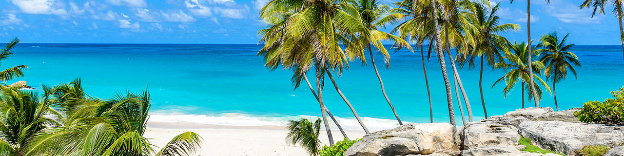 Bottom Bay Beach Palm Trees, Bridgetown Barbados