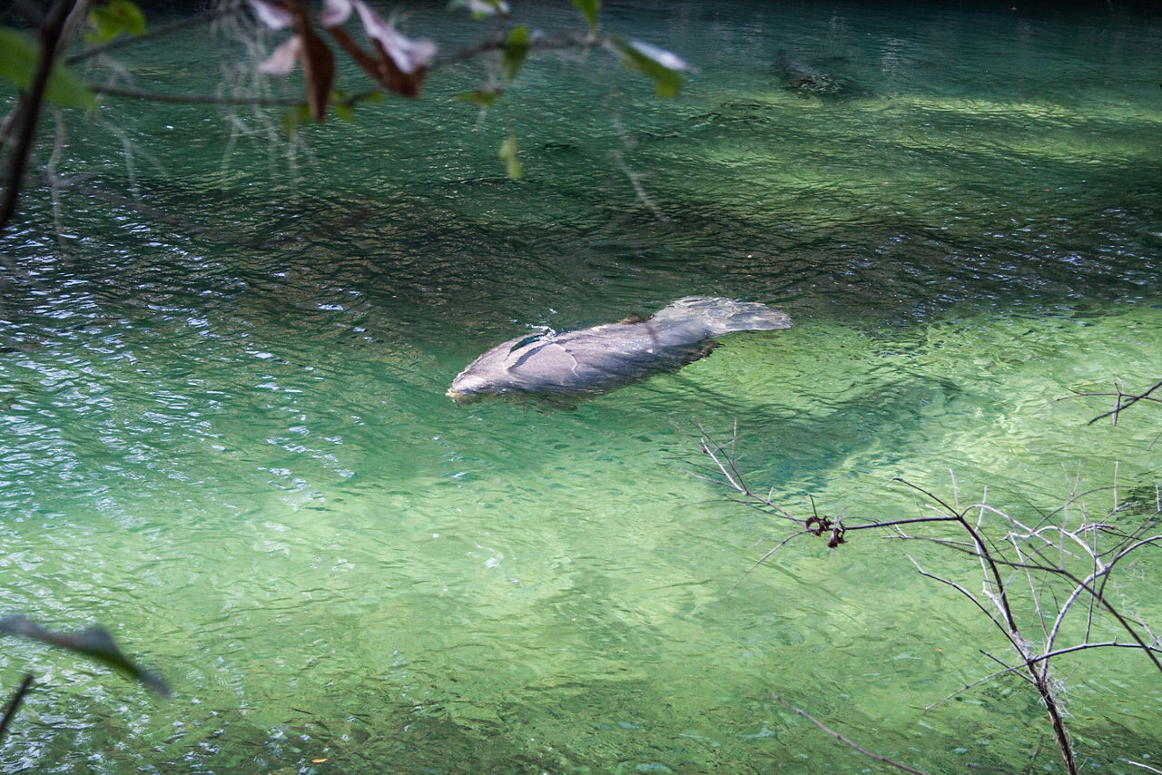 Views of Blue Springs State Park, Florida