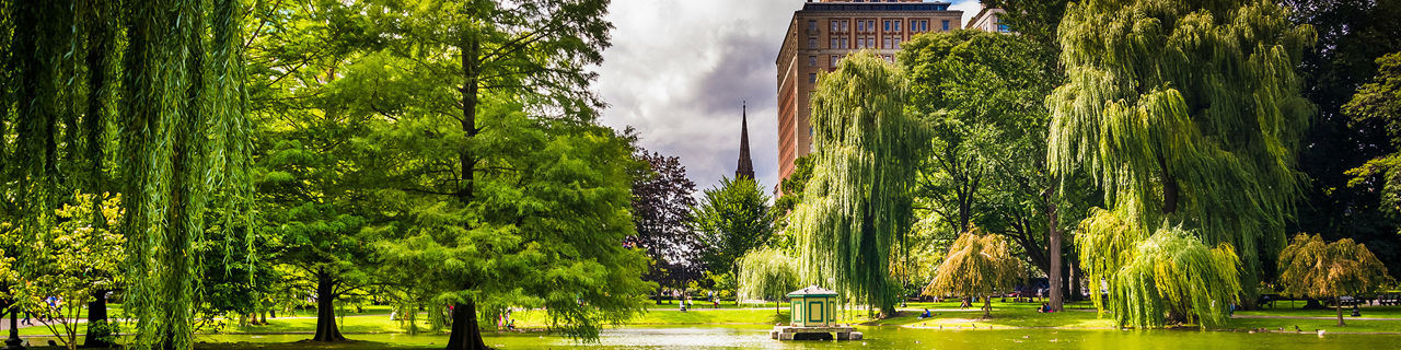 Public Garden Weeping Willows, Boston, Massachusetts
