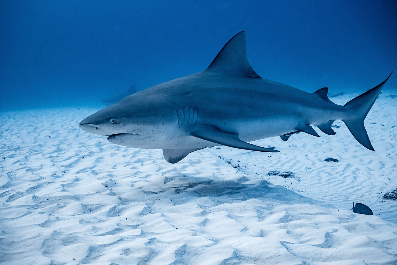 Bull shark encounter in Cozumel, Mexico